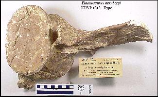 KU1312D.jpg (19346 bytes)