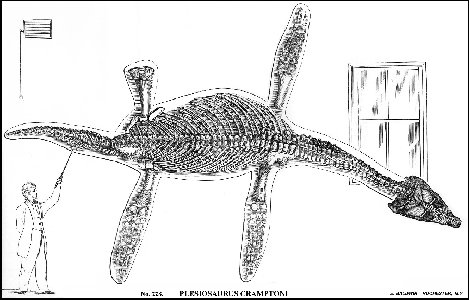 plescraa.jpg (36051 bytes)