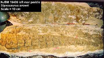 paddle1a.jpg (18232 bytes)