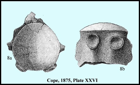 cope26-3.jpg (51611 bytes)