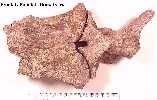 frontala.jpg (3935 bytes)