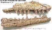 muzzle5a.jpg (4918 bytes)
