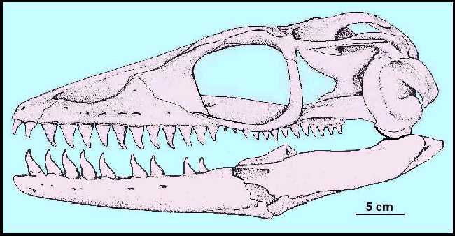 pliopic4.jpg (39043 bytes)