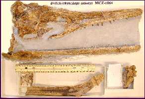 1064-1a.jpg (11865 bytes)