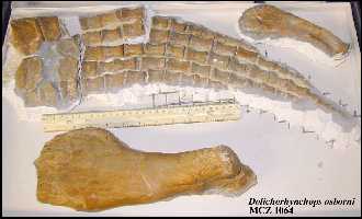 1064-2a.jpg (10779 bytes)