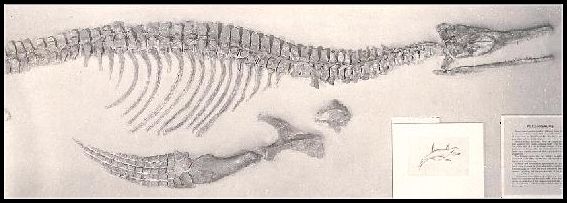 1064-4a.jpg (28578 bytes)