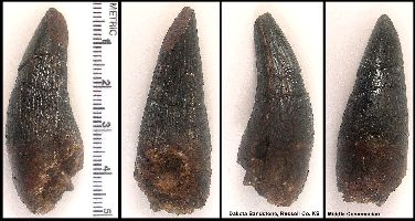 Brachtootha.jpg (24524 bytes)