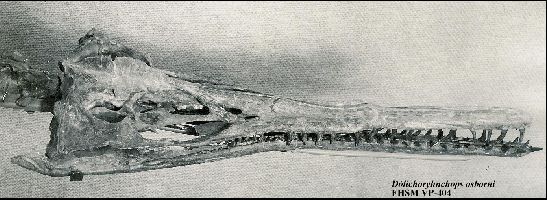 FHSM VP404 skulla.jpg (37711 bytes)