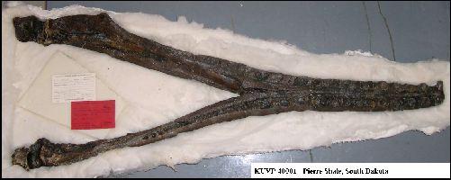 KUVP40001-Aa.jpg (21802 bytes)