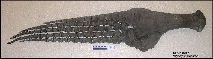 KUVP40002-1a.jpg (41986 bytes)