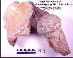 cmc7055w.jpg (10504 bytes)