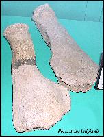 fickpola.jpg (9102 bytes)