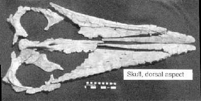 gillet2a.jpg (11833 bytes)