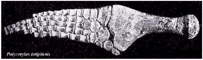 kuvp591a.jpg (43965 bytes)