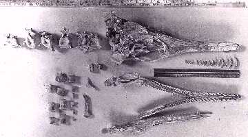 mcz5086y.jpg (13425 bytes)