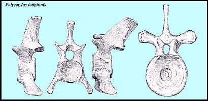 polyvera.jpg (20271 bytes)