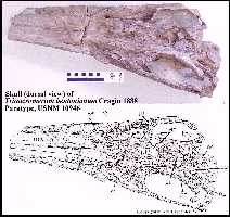 us10946c.jpg (11449 bytes)
