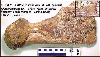 vp12059x.jpg (18676 bytes)