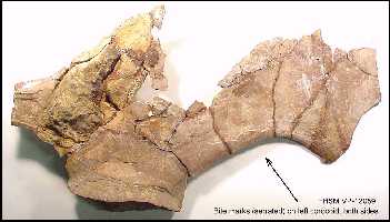 vp12059z.jpg (12196 bytes)