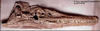 vp5070a2.jpg (5840 bytes)