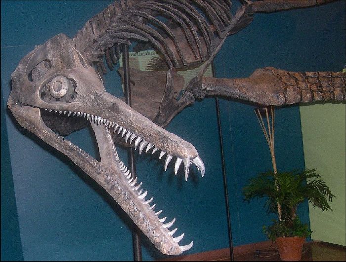 Dolicho1a.jpg (95150 bytes)
