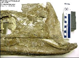 KUVP5070-2a.jpg (22748 bytes)