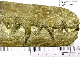 KUVP5070-3a.jpg (24318 bytes)