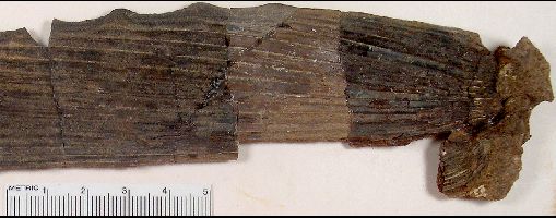 EPC1995-38a.jpg (29655 bytes)