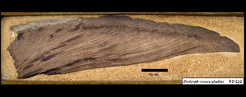 FHSM VP-212a.jpg (31008 bytes)