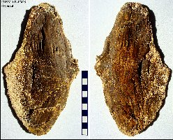 Hypural02a.jpg (24944 bytes)