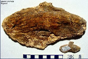 Hypural03a.jpg (28181 bytes)