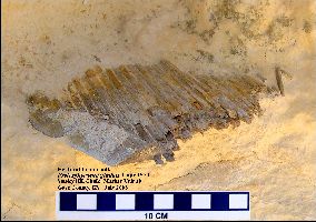 P-gladiusa.jpg (17567 bytes)