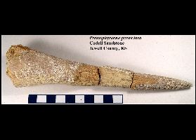 decprota.jpg (9869 bytes)