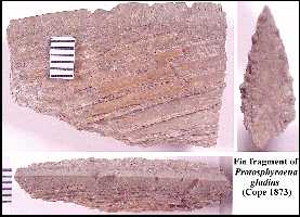 p_glada.jpg (12198 bytes)