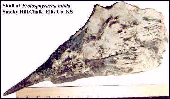 protospa.jpg (12944 bytes)