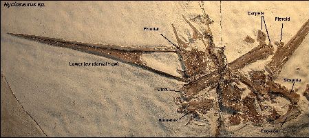 1Nyctosaurus1a.jpg (34086 bytes)
