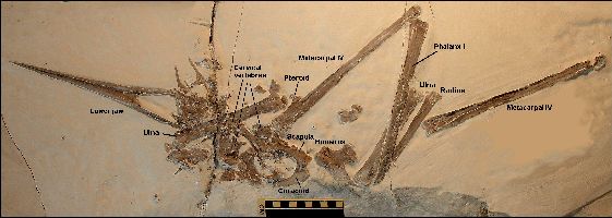 1Nyctosaurus2a.jpg (28010 bytes)
