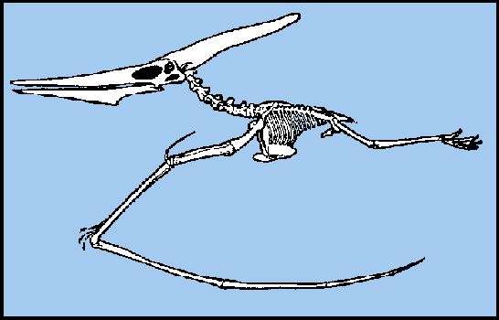 1ptersk2.jpg (27773 bytes)