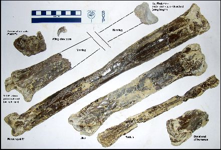 Pteranodon2008-6a.jpg (45015 bytes)