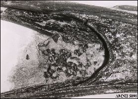 AMNH 5098a.jpg (23142 bytes)