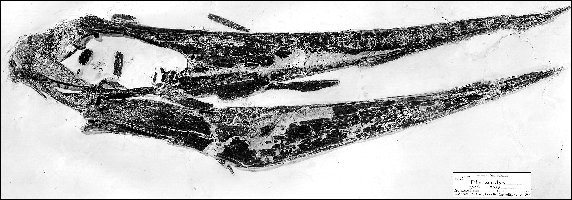 AMNH FR-7515a.jpg (44156 bytes)