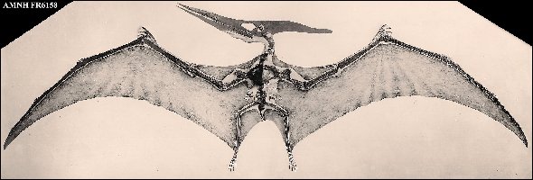 AMNH FR6158a.jpg (31584 bytes)