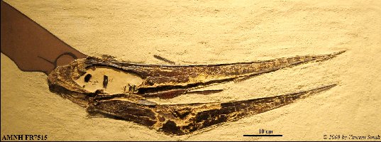 AMNH FR7515V_Smitha.jpg (38808 bytes)