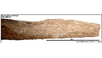 EPC1990-40_JawTip4a.jpg (12930 bytes)