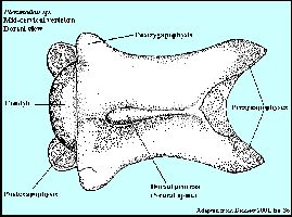 Bennett2001Fig36a.jpg (18244 bytes)