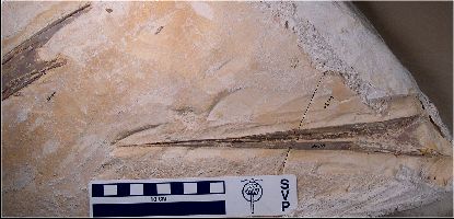 KUVP 66130-1a.jpg (22667 bytes)