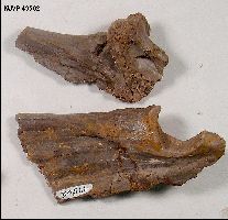 KUVP 49502-1a.jpg (11637 bytes)