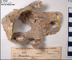 KUVP 993-1a.jpg (14881 bytes)