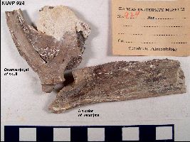 kuvp924a.jpg (16350 bytes)