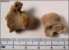 kuvp926a.jpg (14894 bytes)